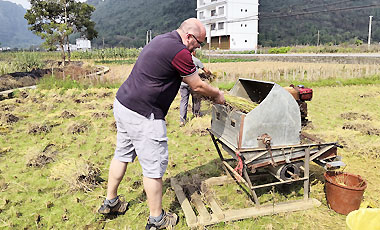 Récolter du riz à Yangshuo