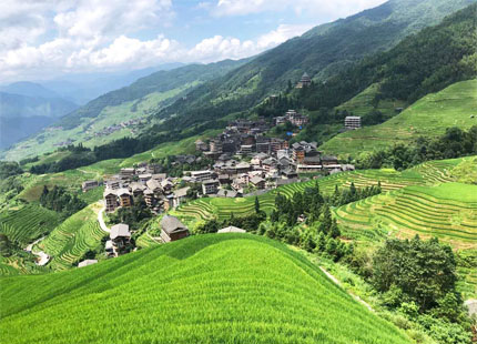 rizières en terrasses de Longji en été 