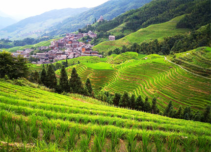rizières en terrasse de Longji en été