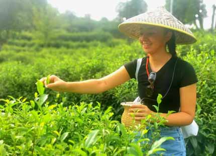 voyageur dans la plantation de Guilin